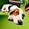 Wilson joined the competition — help win amazing prizes! puppy, dog, green_cushion, outdoor, sunlight, relaxed, laying_down, close_up, brown_and_white, nose, paw, furniture, wooden, backyard, nature, summer, animal, pet, cute, resting