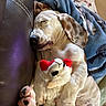puppy, dog, sleeping, blanket, stuffed_toy, cozy, couch, paw, fur, snuggle, relaxation, indoor, cute, pet, animal, comfort, rest, nap, home, soft