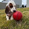 Wilson is registered to the contest to win money with this photo: puppy, basset_hound, dog, basketball, grass, outdoor, pet, playing, ears, sniffing, cute, young_animal, house, fence, sky, cloudy, backyard, animal, nature, daytime