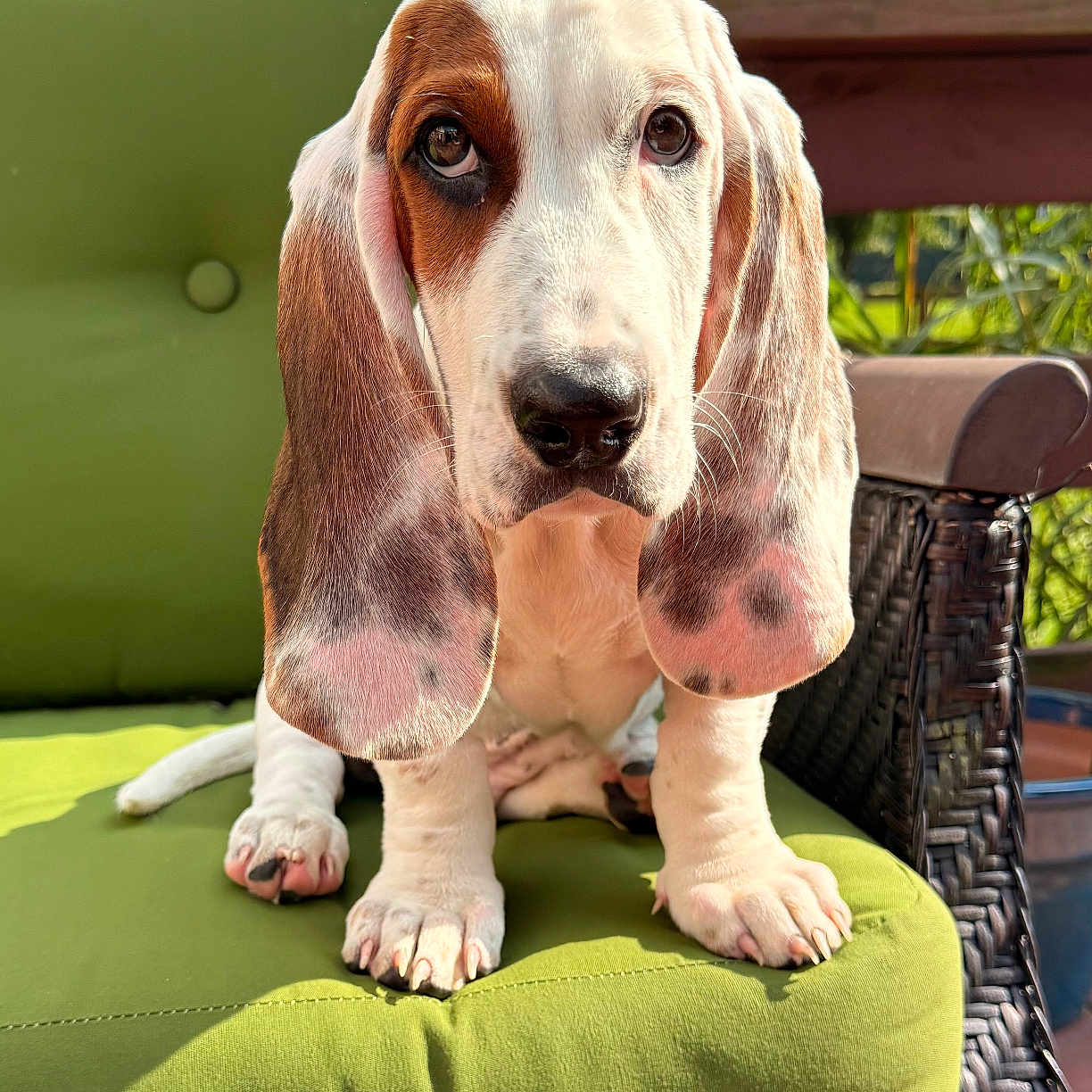 Wilson is registered to the contest to win money with this photo: basset_hound, puppy, dog, green_cushion, wicker_chair, outdoor, sunlight, ears, pet, animal, cute, sitting, garden, nature, portrait, closeup, young_dog, expression, fur, paw