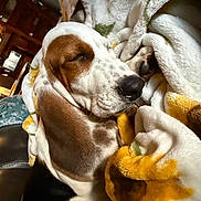Wilson joined the competition — help win amazing prizes! dog, sleeping, blanket, cozy, indoor, resting, fur, pet, warm, comfort, snuggling, brown_and_white, ears, nose, closeup, relaxation, homedecor, cushion, quiet, peaceful