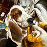 dog, sleeping, blanket, cozy, indoor, resting, fur, pet, warm, comfort, snuggling, brown_and_white, ears, nose, closeup, relaxation, homedecor, cushion, quiet, peaceful