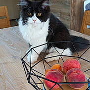 Peluche participe au concours pour gagner de l'argent avec cette photo : kitten, cat, black_and_white, table, fruit_basket, peaches, apricots, wooden_table, indoor, kitchen, chair, furniture, pet, curious, fluffy, domestic_animal, animal, home, decor, still_life