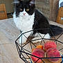 kitten, cat, black_and_white, table, fruit_basket, peaches, apricots, wooden_table, indoor, kitchen, chair, furniture, pet, curious, fluffy, domestic_animal, animal, home, decor, still_life