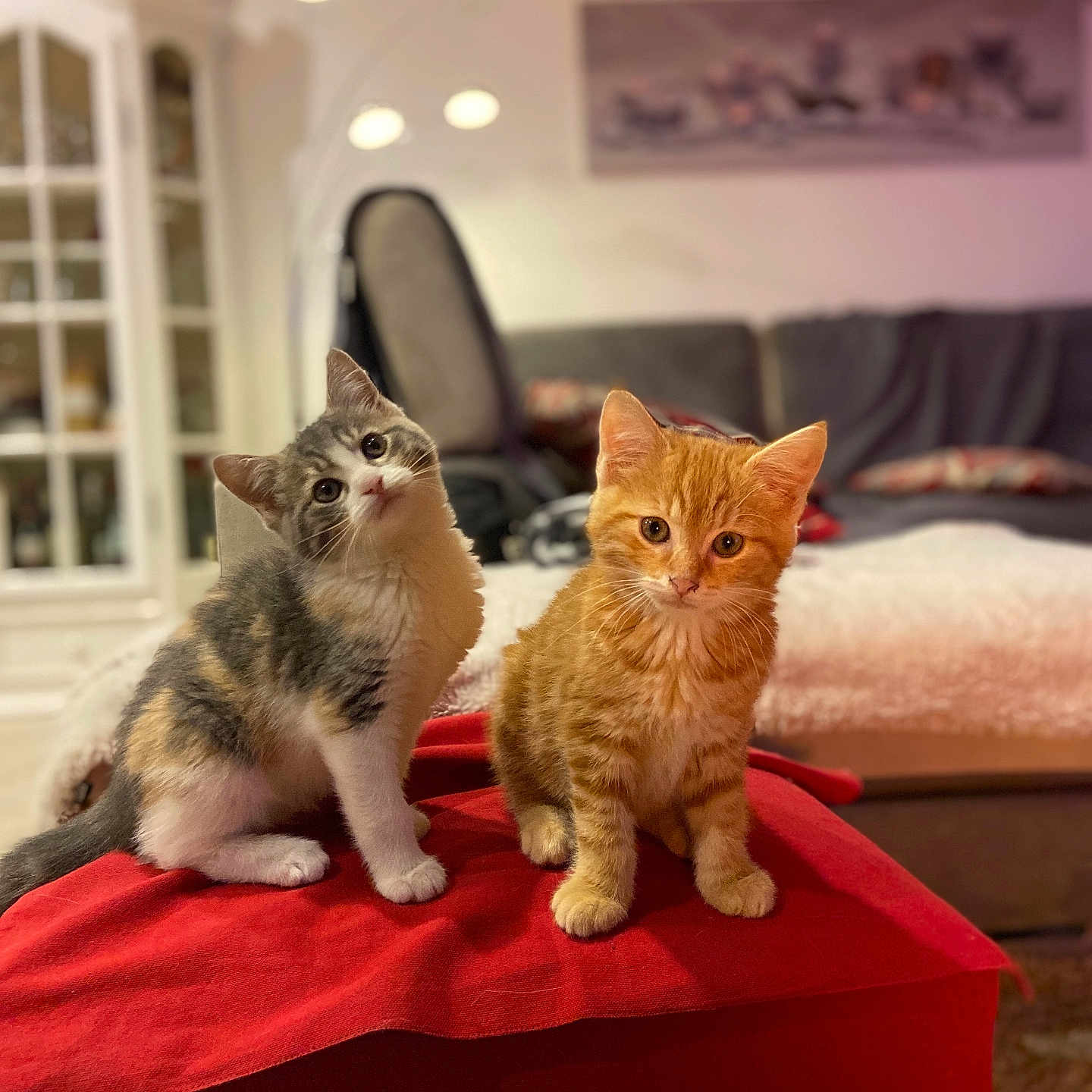 Roméo Et Chanel participe au concours pour gagner de l'argent avec cette photo : animal, cat, couch, curious, cute, decor, domestic, feline, fur, furniture, head_tilt, indoor, kitten, living_room, pet, playful, red_blanket, sofa, whiskers, young