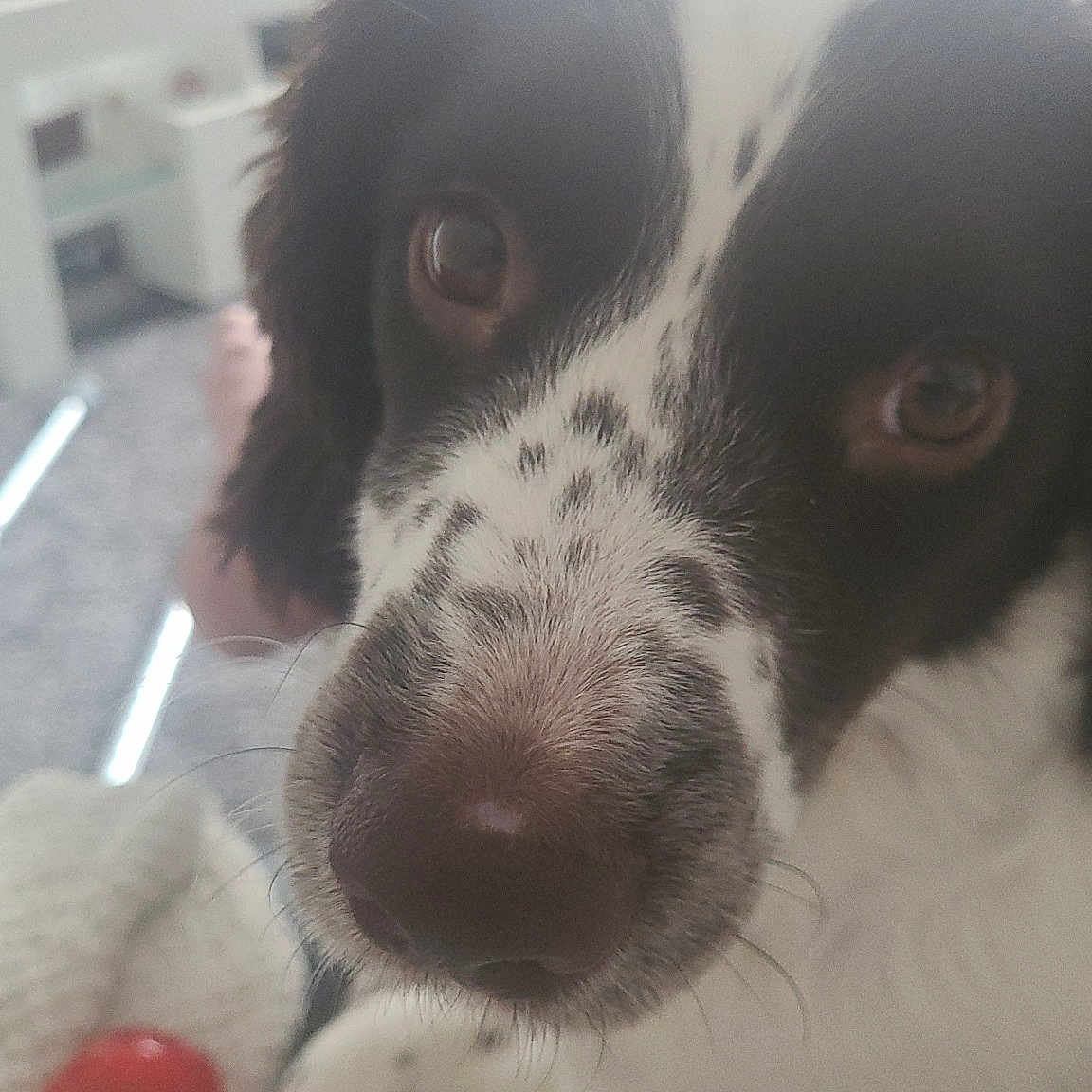 Bella