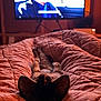 Fleur joined the competition — help win amazing prizes! cat, blanket, bed, indoor, television, ears, fur, cozy, relaxation, warm, soft, furniture, living_room, animal, pet, resting, comfort, home, couch, sleeping