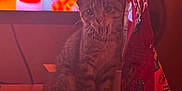 Fleur is registered to the contest to win money with this photo: kitten, cat, tabby, snack_bag, wooden_surface, television, blurry_background, indoor, pet, animal, feline, orange_lighting, cozy, curious, sitting, small, young_cat, domestic_cat, cute, mouth_open
