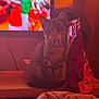 kitten, cat, tabby, snack_bag, wooden_surface, television, blurry_background, indoor, pet, animal, feline, orange_lighting, cozy, curious, sitting, small, young_cat, domestic_cat, cute, mouth_open