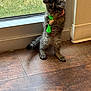 Fleur is registered to the contest to win money with this photo: kitten, cat, tabby, toy, green_toy, standing, indoor, wooden_floor, glass_door, curious, pet, animal, feline, paw, collar, window, daylight, young, cute, playful