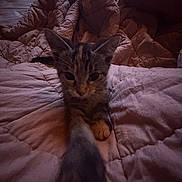 Fleur joined the competition — help win amazing prizes! kitten, cat, blanket, bed, paw, fur, indoor, cute, pet, animal, sleepy, cozy, resting, soft, comfort, mammal, whiskers, young, domestic, cute_pet