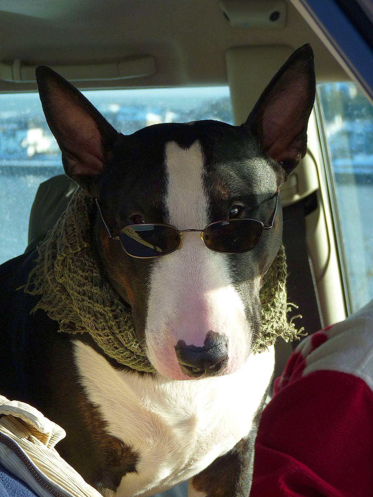 Toby joined the competition — help win amazing prizes! bull_and_terrier, bull_terrier, bull_terrier_miniature, canidae, carnivore, collar, companion_dog, dog, dog_breed, dog_collar, dog_supply, ear, fawn, fur, jaw, old_english_terrier, snout, sporting_group, whiskers, working_animal