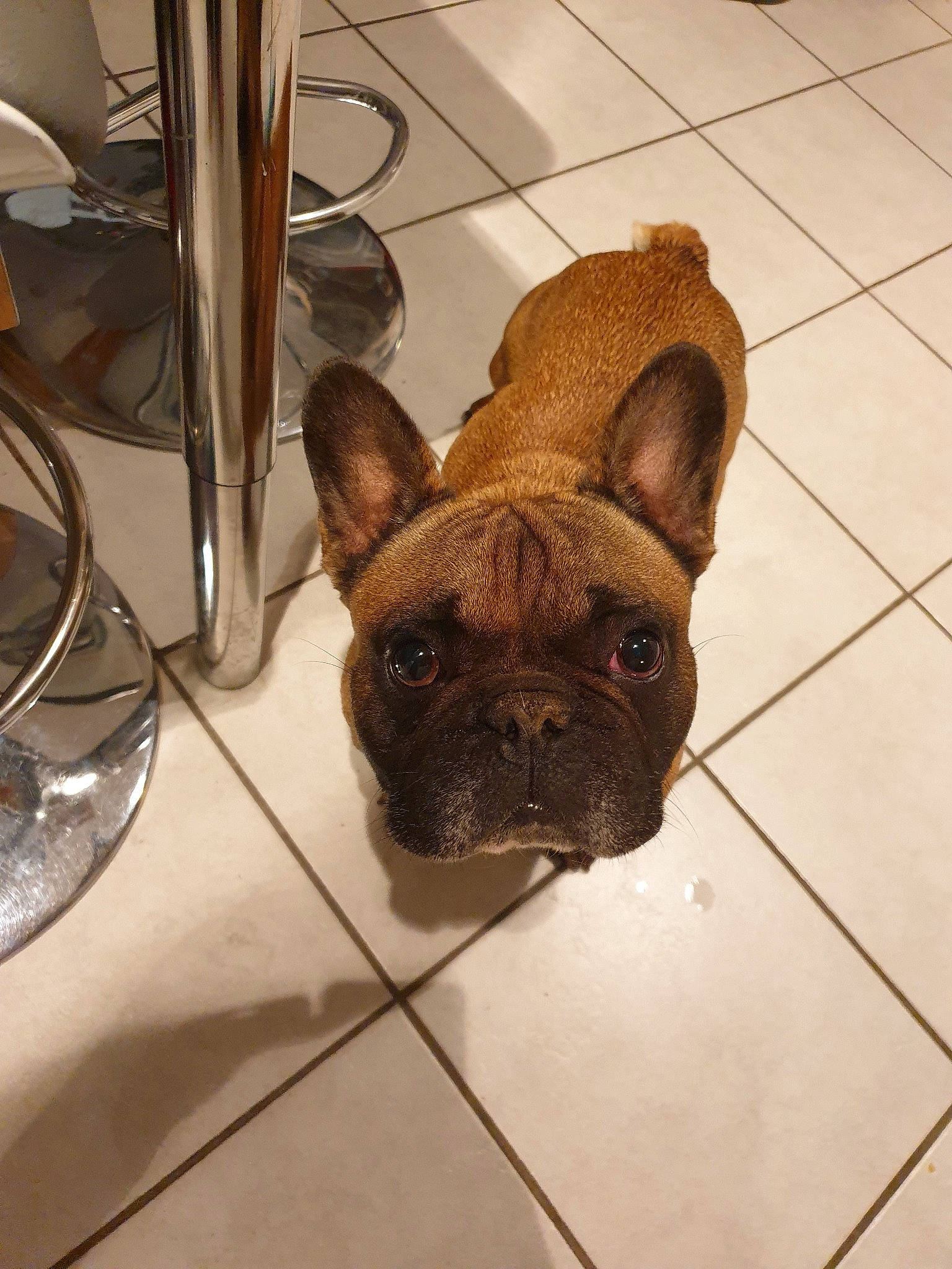 Guguss a rejoint le concours — aidez-le/la à gagner de superbes lots ! bulldog, canidae, carnivore, companion_dog, dog, dog_breed, ear, fawn, french_bulldog, mammal, molosser, non_sporting_group, old_english_bulldog, olde_english_bulldogge, puppy, snout, tile, toy_bulldog