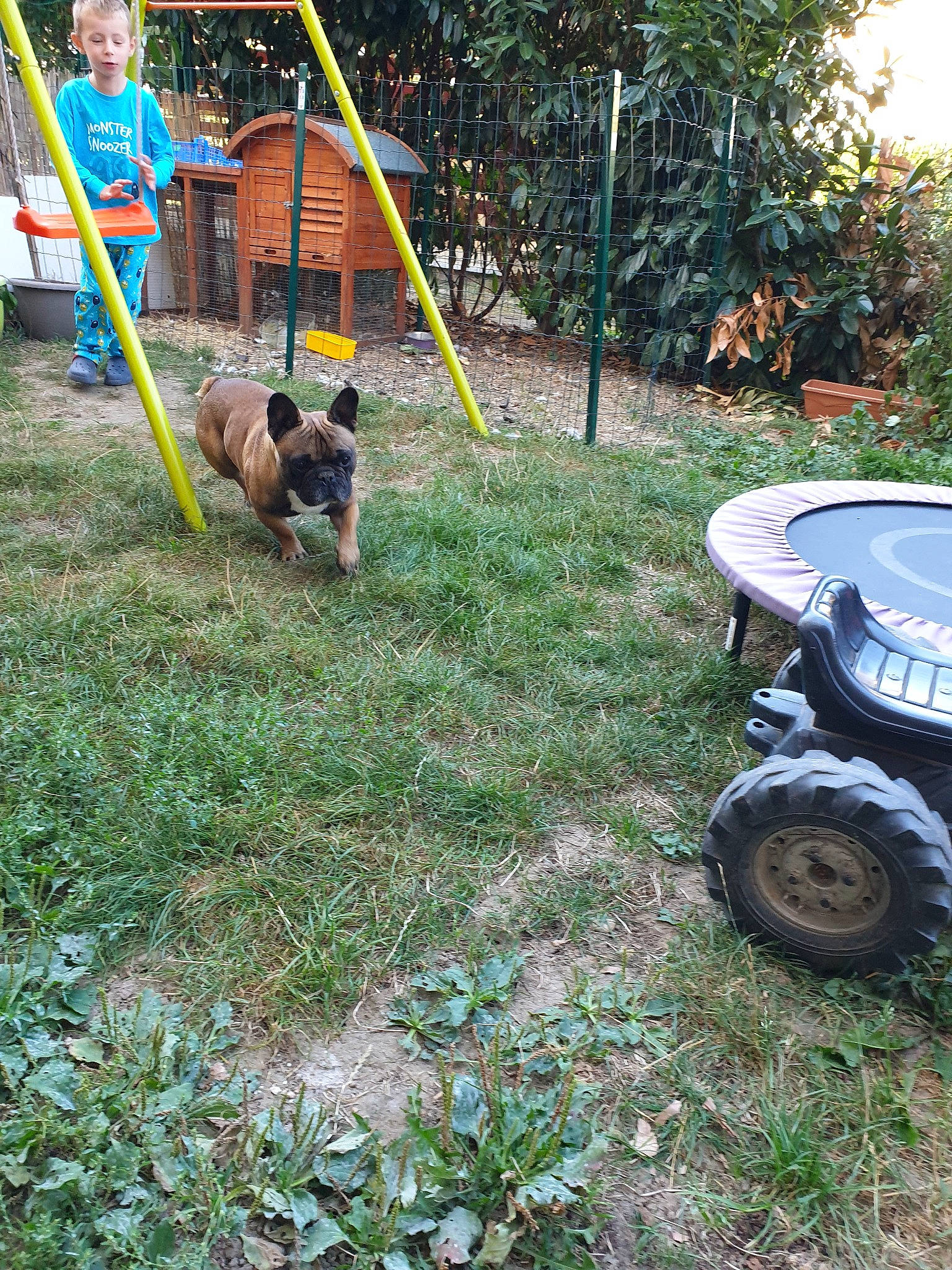 Guguss participe au concours pour gagner de l'argent avec cette photo : backyard, canidae, carnivore, dog, dog_breed, grass, lawn, plant, sporting_group, vehicle, yard