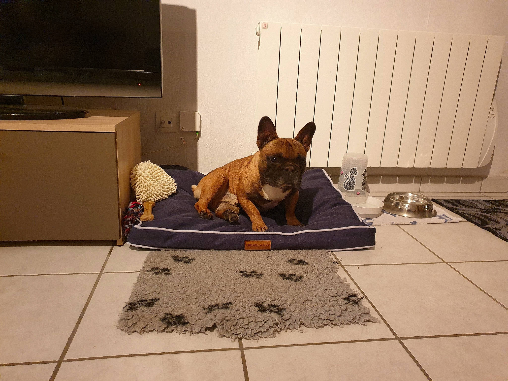 Guguss participe au concours pour gagner de l'argent avec cette photo : belgian_shepherd_malinois, canidae, carnivore, companion_dog, dog, dog_breed, fawn, floor, flooring, french_bulldog, german_shepherd_dog, mammal, non_sporting_group, room, snout, table, tile