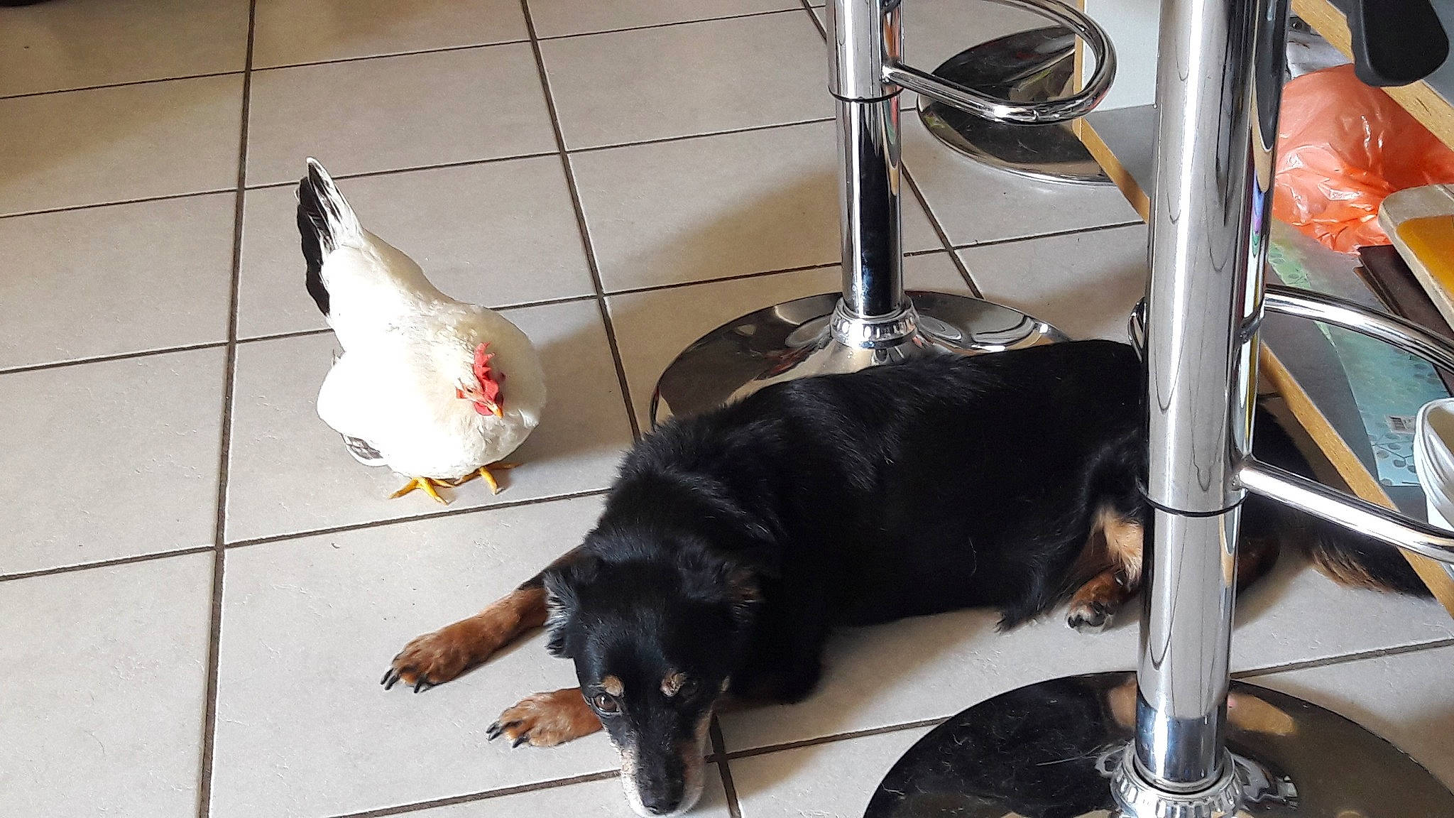 Cocotte a rejoint le concours — aidez-le/la à gagner de superbes lots ! canidae, carnivore, dachshund, dobermann, dog, dog_breed, guard_dog, snout, sporting_group, tail, working_dog