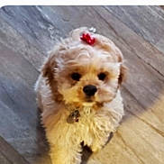 Hailey joined the competition — help win amazing prizes! adorable, animal, bow, canine, companion, cute, dog, domestic_animal, fluffy, friendly, fur, indoor, looking_up, pet, pet_accessory, playful, puppy, small_dog, wooden_floor, young_dog