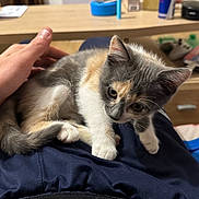 Pokie a rejoint le concours — aidez-le/la à gagner de superbes lots ! animal, casual, cat, claw, cute, domestic, drawer, fur, furniture, hand, indoor, kitten, lap, multicolor, pet, relaxation, resting, table, whiskers, young