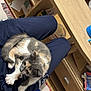 Pokie participe au concours pour gagner de l'argent avec cette photo : animal, calico, cat, cozy, curled_up, cute, domestic, furniture, home, indoor, kitten, living_room, looking, pants, person, pet, resting, small, table, wood