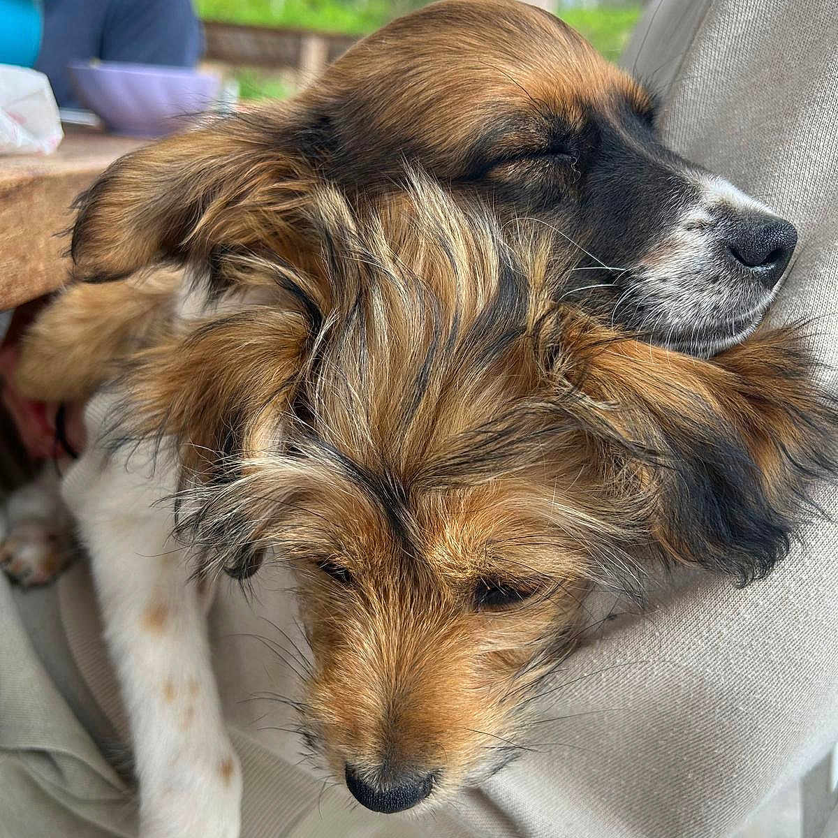 Piper is registered to the contest to win money with this photo: animal, blanket, boy, canine, child, cockerspaniel, dog, furniture, hound, male, person, pet, puppy, racket, sleeping, snout, sport, tennis, tennisracket, terrier