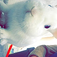 Yhhh a rejoint le concours — aidez-le/la à gagner de superbes lots ! cat, cloud, ear, eye, felidae, lip, nose, pink, sky, small_to_medium_sized_cats, smile, turkish_angora, whiskers, white