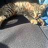 Luna is registered to the contest to win money with this photo: kitten, cat, sleeping, tabby, fur, paw, sunlight, shadow, texture, fabric, blue, resting, cute, pet, animal, indoor, closeup, soft_light, relaxing, cozy