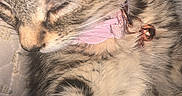 Luna joined the competition — help win amazing prizes! cat, tabby, close_up, sleeping, collar, bell, fur, striped, pet, animal, cute, resting, indoor, soft, whiskers, paw, feline, domestic_cat, peaceful, cozy