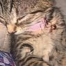 animal, bell, cat, close_up, collar, cozy, cute, domestic_cat, feline, fur, indoor, paw, peaceful, pet, resting, sleeping, soft, striped, tabby, whiskers