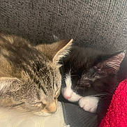 Luna joined the competition — help win amazing prizes! cat, kitten, sleeping, tabby_cat, black_and_white_cat, close_up, pet, animal, fur, whiskers, cute, cozy, indoors, resting, face_closeup, soft_texture, blanket, friendship, peaceful, nap