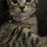 Luna joined the competition — help win amazing prizes! kitten, cat, tabby, close_up, pet, whiskers, feline, collar, pink_collar, fur, young_cat, cute, indoor, animal, portrait, curious, texture, soft, lying_down, domestic_cat