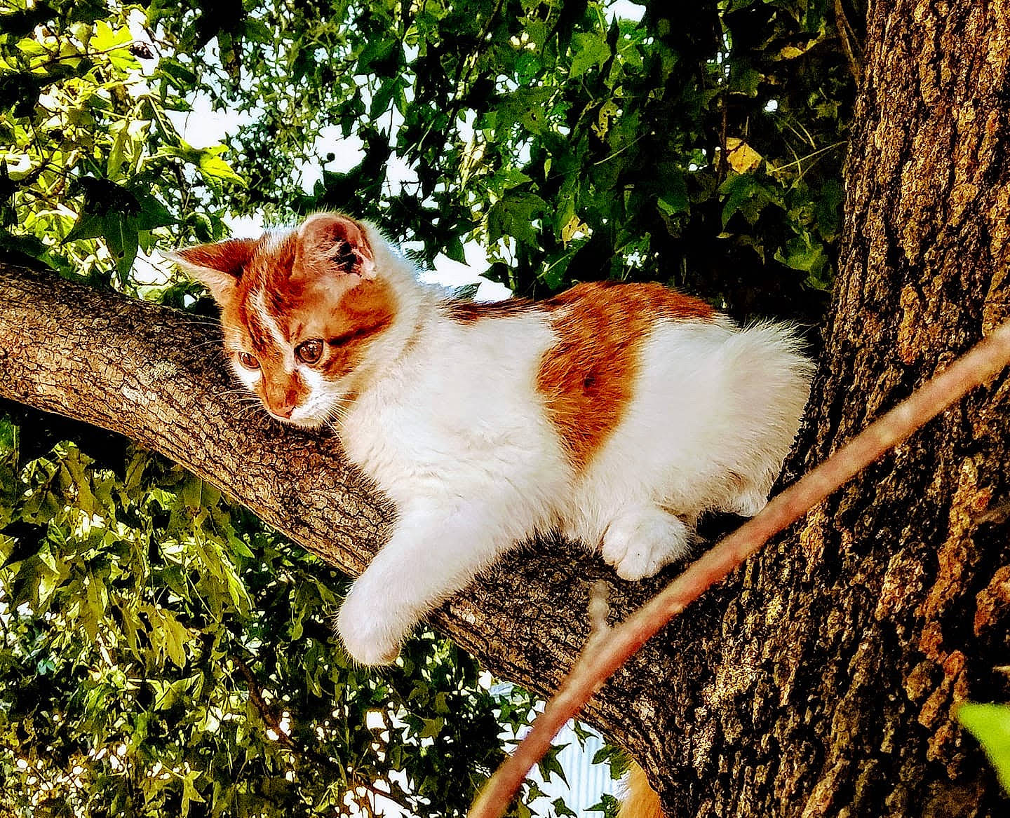 Lulu joined the competition — help win amazing prizes! art, carnivore, cat, domestic_short_haired_cat, fawn, felidae, fur, grass, people_in_nature, plant, small_to_medium_sized_cats, snout, tail, terrestrial_animal, tree, trunk, twig, whiskers, wildlife, wood