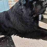 Georges participe au concours pour gagner de l'argent avec cette photo : dog, black_dog, large_dog, shaggy, long_hair, floppy_ears, resting, lying_down, indoor, tile_floor, brick_wall, blue_door, portrait, close_up, fur, black_fur, pet, animal, large_breed, relaxed