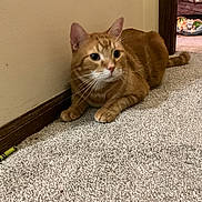 Loki joined the competition — help win amazing prizes! alert, animal, blanket, carpet, cat, corner, cozy, curious, doorway, ears, feline, floor, home, indoor, orange_tabby, pet, tail, wall, whiskers, wood_trim