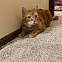 alert, animal, blanket, carpet, cat, corner, cozy, curious, doorway, ears, feline, floor, home, indoor, orange_tabby, pet, tail, wall, whiskers, wood_trim