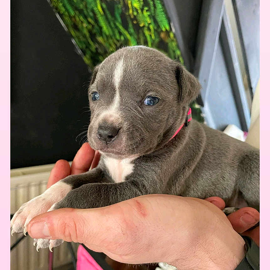 Marley Marley is registered to the contest to win money with this photo: accessories, adult, animal, bodypart, bostonbull, bulldog, canine, chihuahua, dog, finger, hand, male, man, person, pet, pitbull, puppy, snout, strap, text