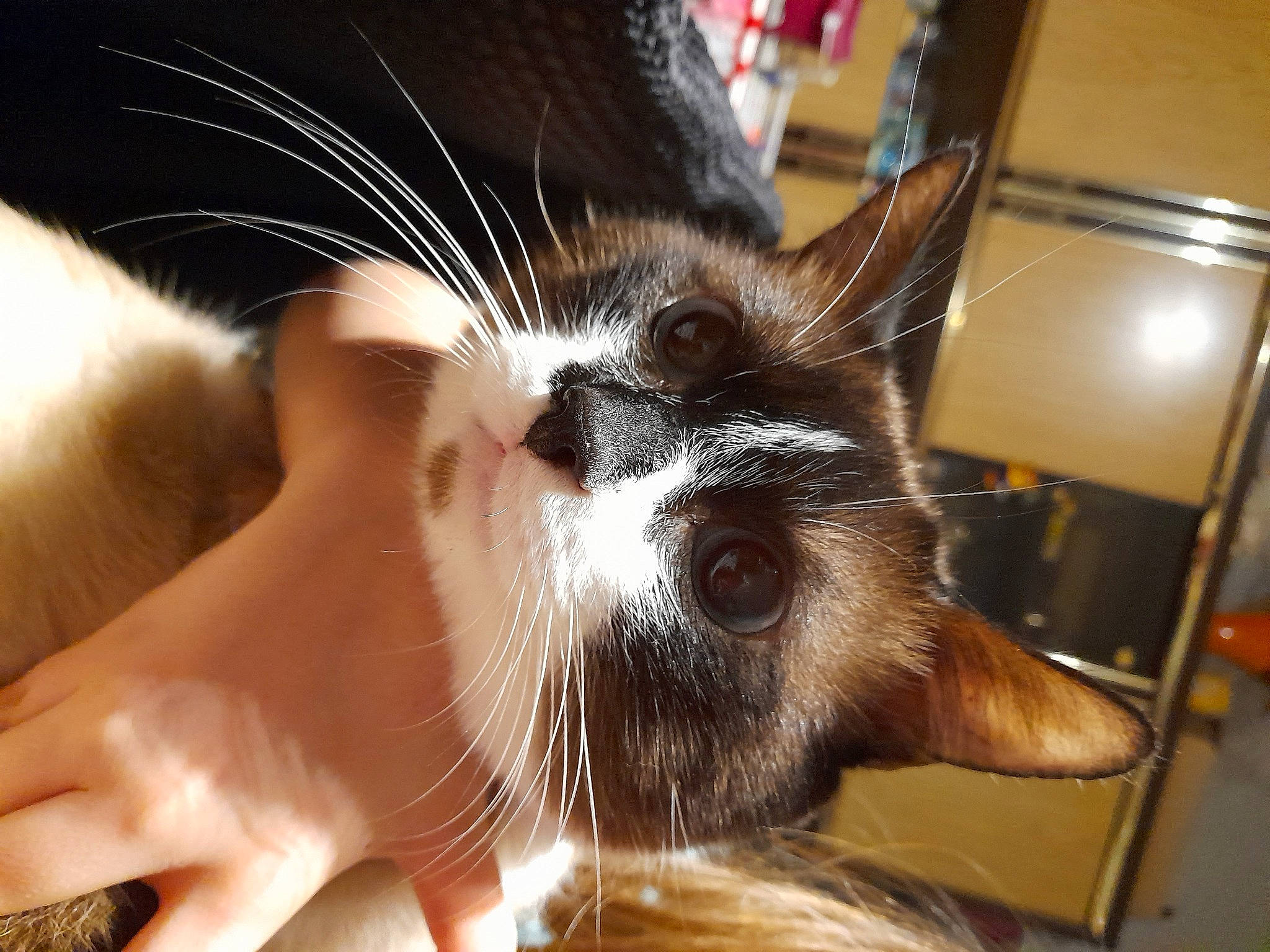 Garfilde a rejoint le concours — aidez-le/la à gagner de superbes lots ! carnivore, cat, claw, comfort, domestic_short_haired_cat, ear, eye, eyelash, fawn, felidae, fur, human_leg, iris, nail, paw, picture_frame, small_to_medium_sized_cats, snout, tonkinese, whiskers