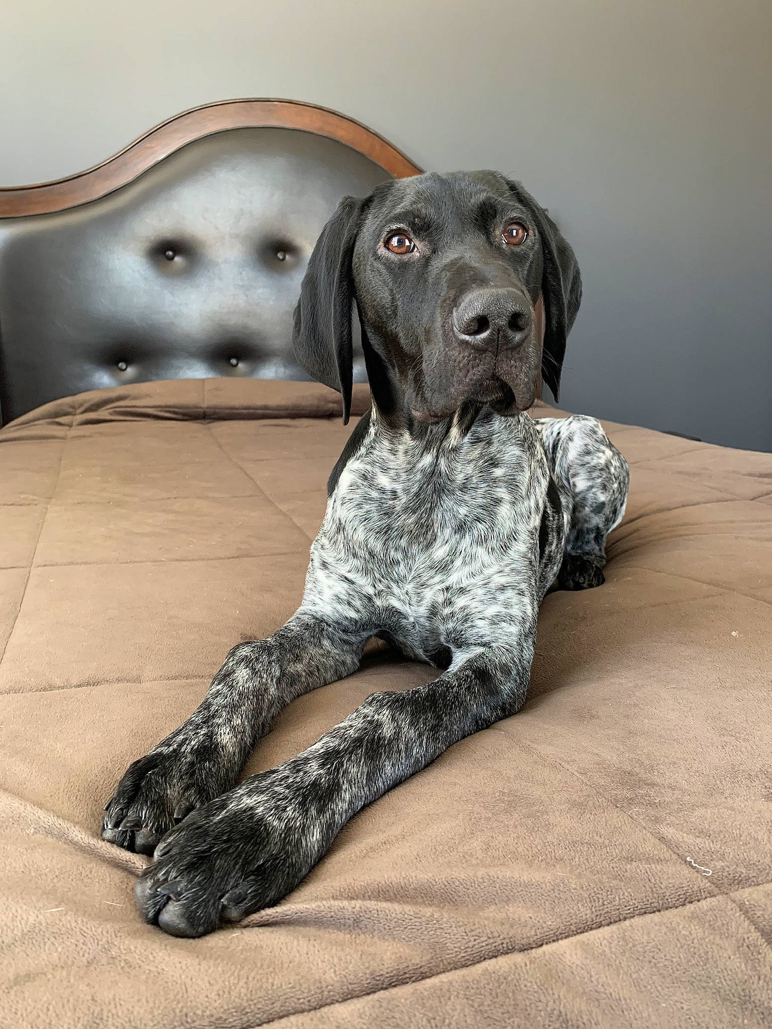 Jack Daniels is registered to the contest to win money with this photo: canidae, carnivore, collar, comfort, companion_dog, dog, dog_breed, dog_collar, fawn, flooring, fur, grey, gun_dog, liver, metal, military_camouflage, pattern, snout, sporting_group, working_animal