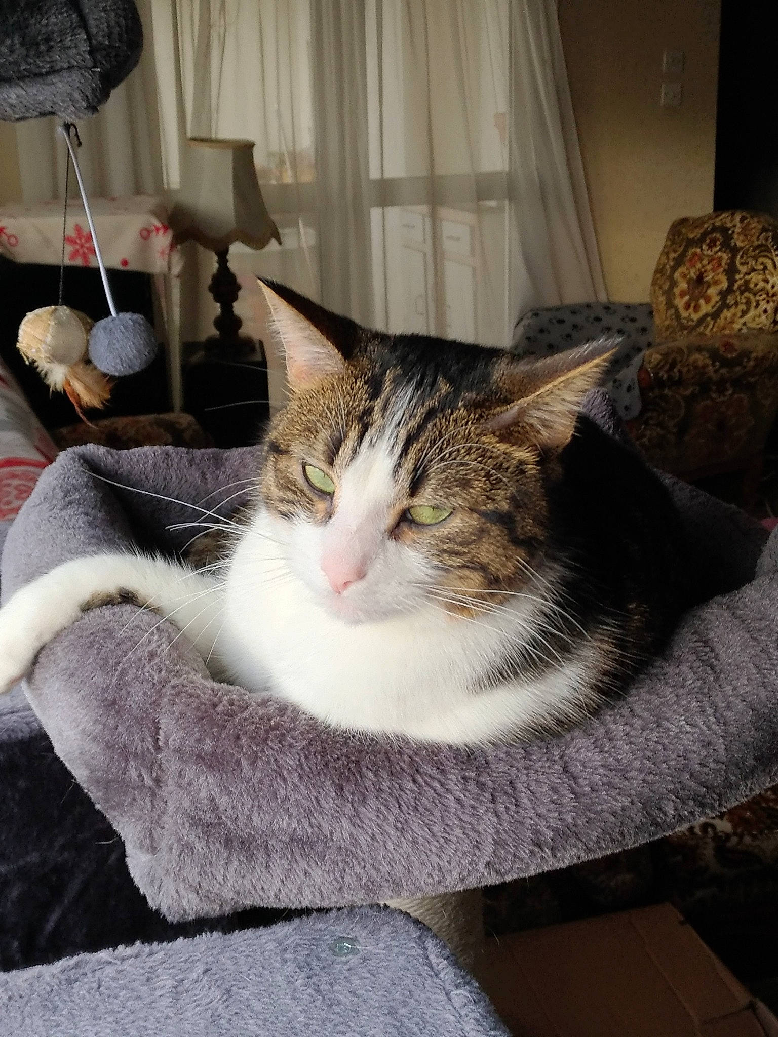 Kiwi participe au concours pour gagner de l'argent avec cette photo : carnivore, cat, cat_supply, comfort, curtain, domestic_short_haired_cat, felidae, fur, grey, interior_design, paw, plant, small_to_medium_sized_cats, snout, tail, textile, whiskers, window, window_treatment, wood