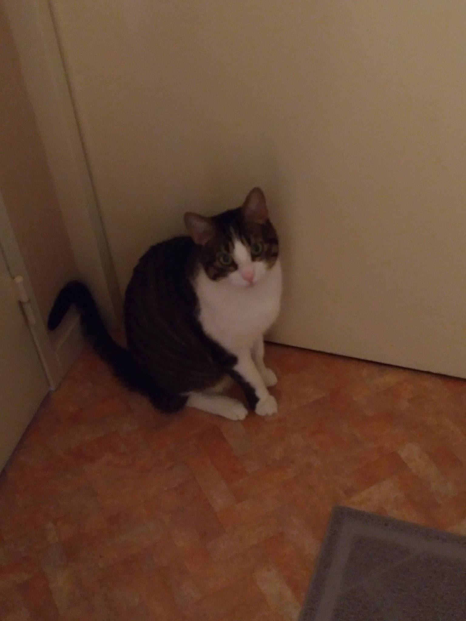 Kiwi participe au concours pour gagner de l'argent avec cette photo : carnivore, cat, ceiling, comfort, domestic_short_haired_cat, door, felidae, floor, flooring, fur, hardwood, laminate_flooring, paw, room, small_to_medium_sized_cats, snout, tail, whiskers, wood, wood_flooring