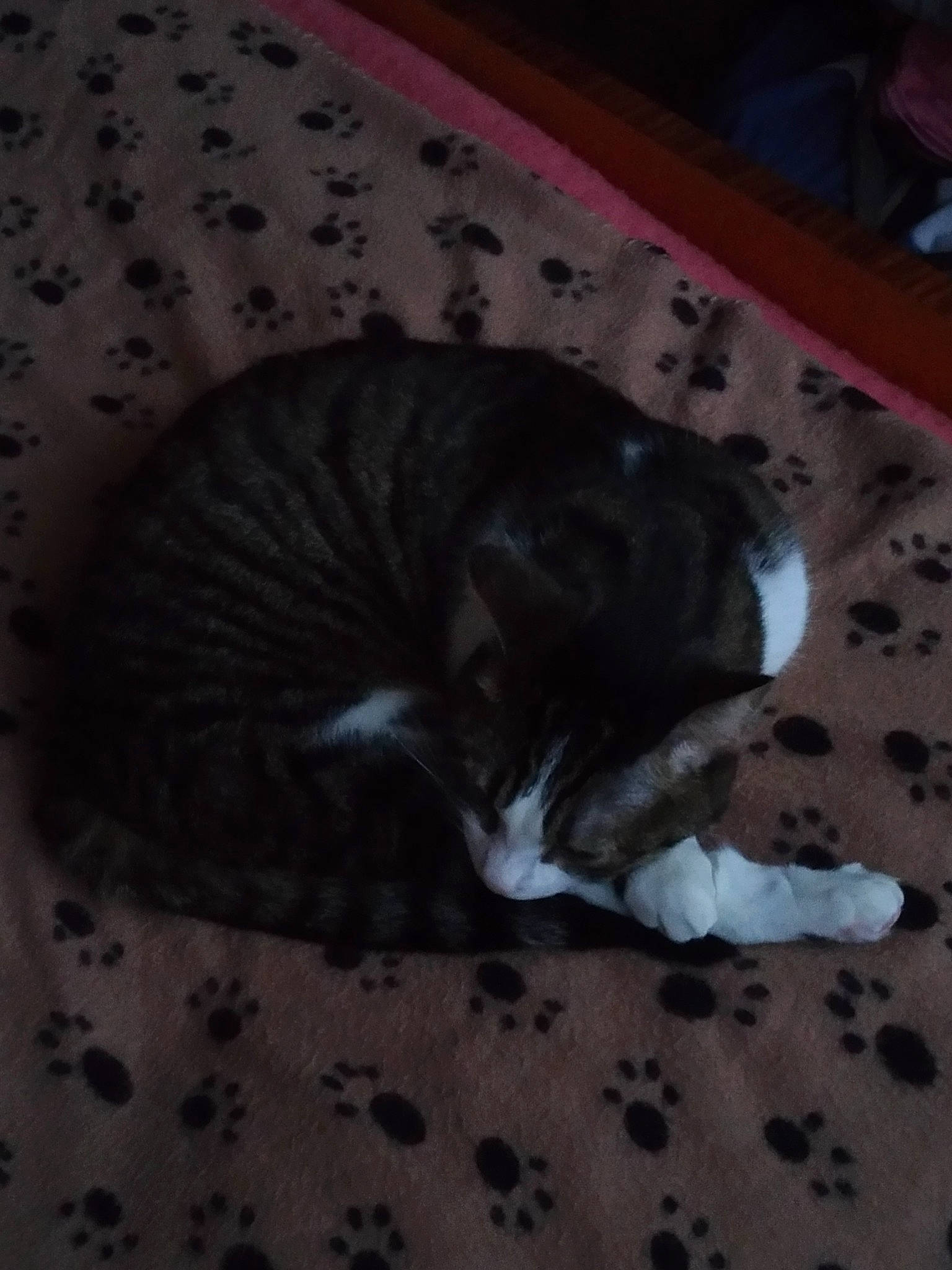 Kiwi a rejoint le concours — aidez-le/la à gagner de superbes lots ! brown, carnivore, cat, comfort, domestic_short_haired_cat, felidae, flooring, fur, grey, hardwood, nap, paw, room, small_to_medium_sized_cats, snout, tail, terrestrial_animal, whiskers, wood