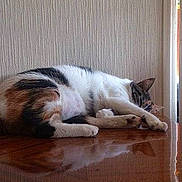 Mlle Foufouna a rejoint le concours — aidez-le/la à gagner de superbes lots !