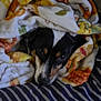 animal, blanket, comfort, cozy, cute, dog, expression, fabric, face, fur, home, indoor, looking, pet, portrait, resting, snug, striped, warm, wrapped