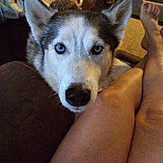 Jax joined the competition — help win amazing prizes! animal, blue_eyes, canine, casual, close_up, companion, couch, cozy, dog, fur, furniture, home, husky, indoor, legs, person, pet, relaxing, resting, tattoo