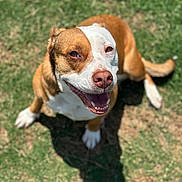 Billie Jean joined the competition — help win amazing prizes! animal, brown_and_white, canine, closeup, cute, daytime, dog, domestic_animal, friendly, fur, grass, happy, nature, outdoor, pet, playful, portrait, sitting, smiling, sunlight