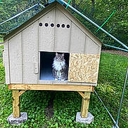 Loki is registered to the contest to win money with this photo: cat, wooden_shelter, grass, outdoor, fence, animal, pet, fluffy, gray_cat, nature, daylight, wood, raised_structure, small_house, curious, sitting, greenery, enclosure, domestic_animal, quiet