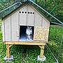 animal, cat, curious, daylight, domestic_animal, enclosure, fence, fluffy, grass, gray_cat, greenery, nature, outdoor, pet, quiet, raised_structure, sitting, small_house, wood, wooden_shelter