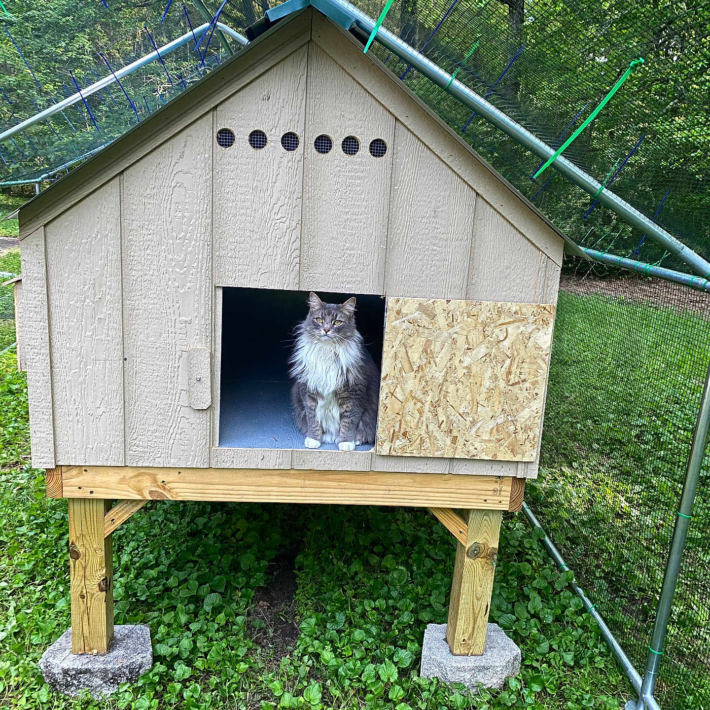 Loki is registered to the contest to win money with this photo: animal, cat, curious, daylight, domestic_animal, enclosure, fence, fluffy, grass, gray_cat, greenery, nature, outdoor, pet, quiet, raised_structure, sitting, small_house, wood, wooden_shelter