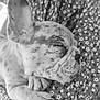 dog, puppy, french_bulldog, sleeping, close_up, black_and_white, animal, pet, fur, paws, face, ear, nose, floral_pattern, fabric, resting, cute, peaceful, portrait, young