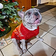 Blu participe au concours pour gagner de l'argent avec cette photo : animal, canine, christmas_lights, christmas_tree, companion, cute, decorations, dog, domestic, festive, holiday, home, indoor, looking_up, pet, portrait, spot_pattern, sweater, tile_floor, winter_clothing