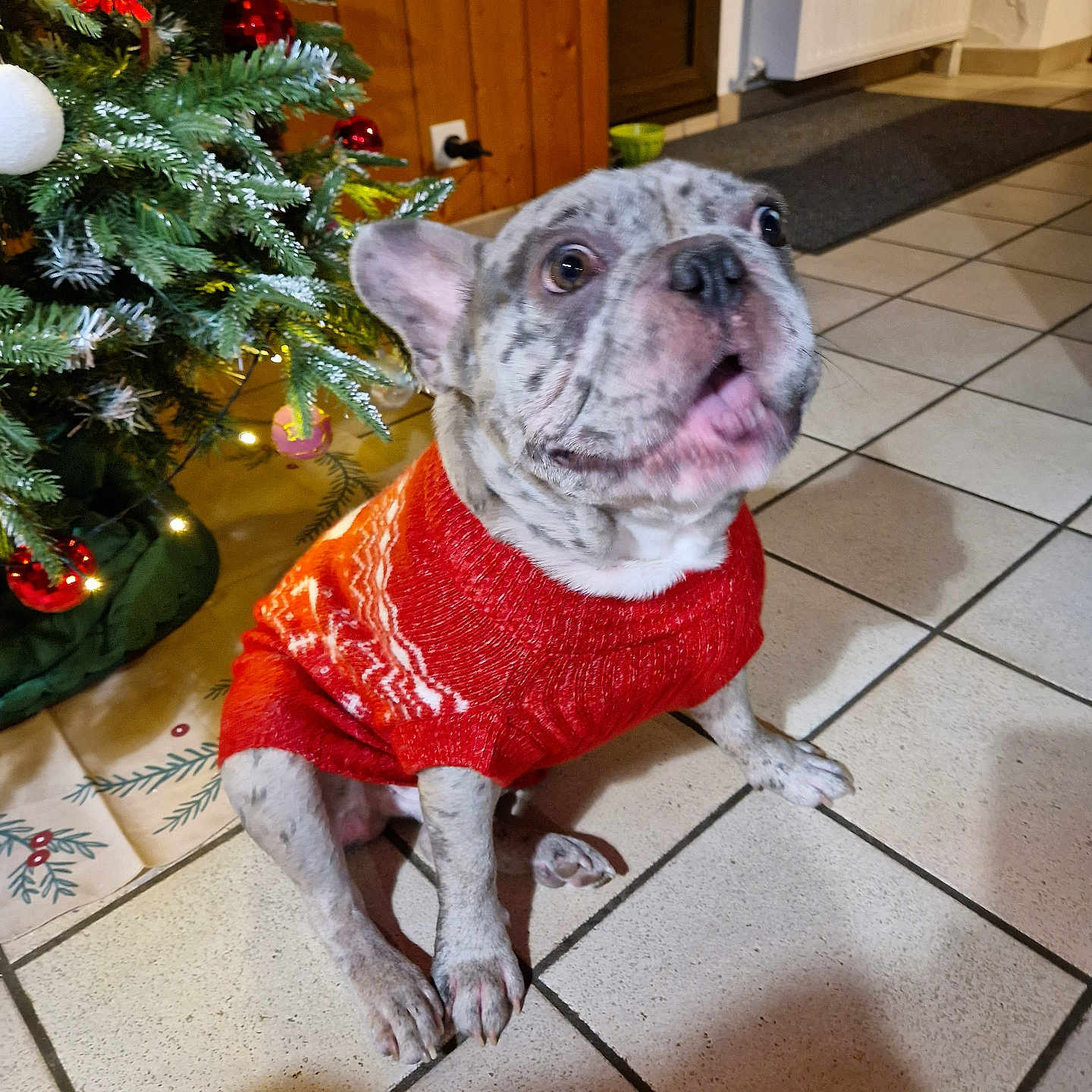 Blu participe au concours pour gagner de l'argent avec cette photo : animal, canine, christmas_lights, christmas_tree, companion, cute, decorations, dog, domestic, festive, holiday, home, indoor, looking_up, pet, portrait, spot_pattern, sweater, tile_floor, winter_clothing